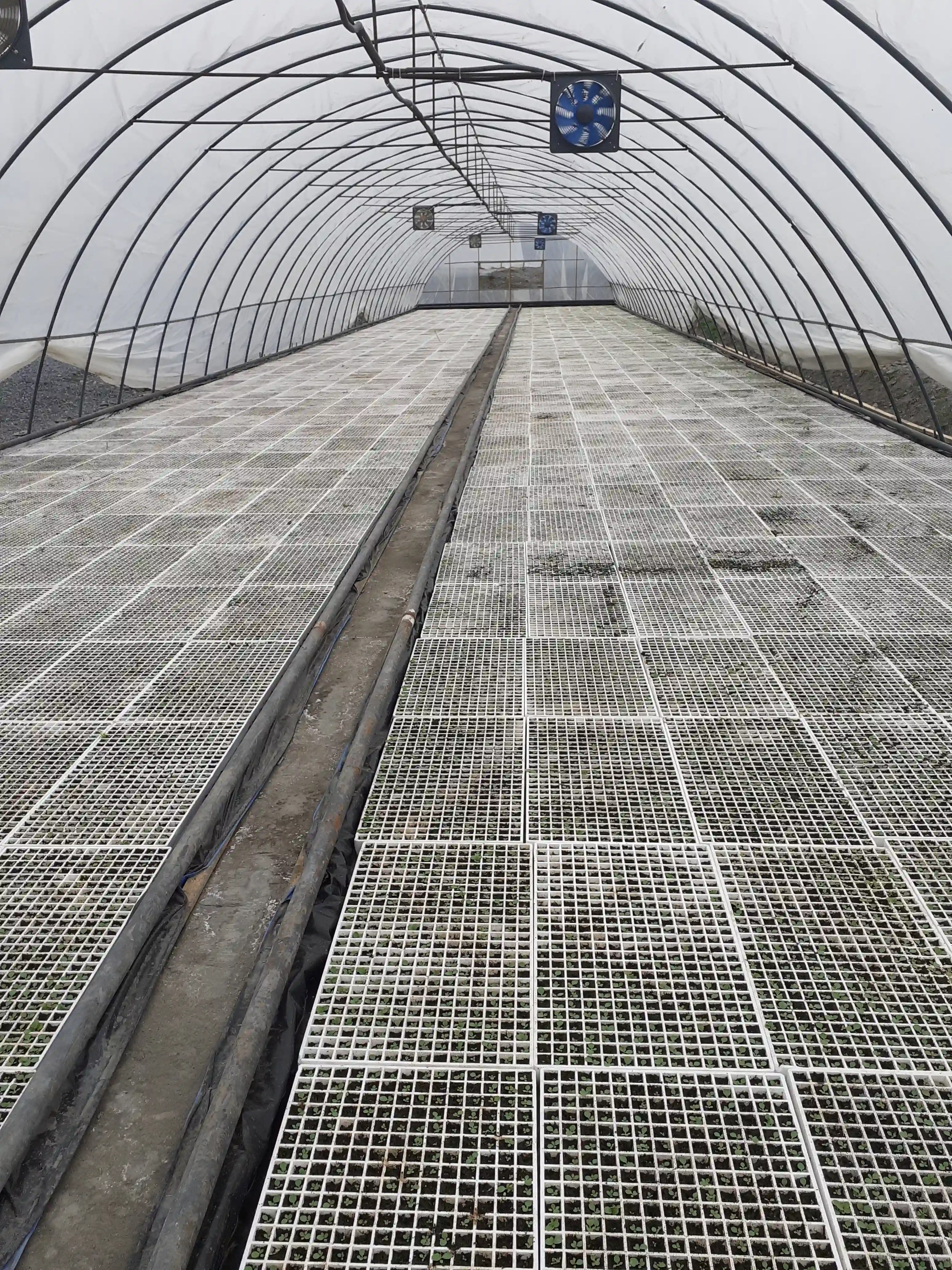 seed pod greenhouse 